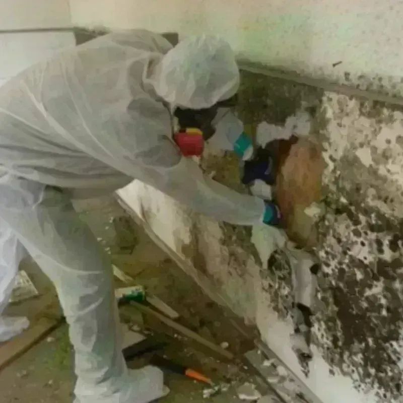 Mold Remediation and Removal in Peculiar, MO